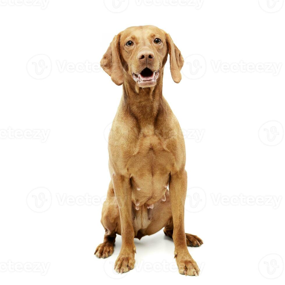 Studio shot of an adorable Hungarian vizsla photo