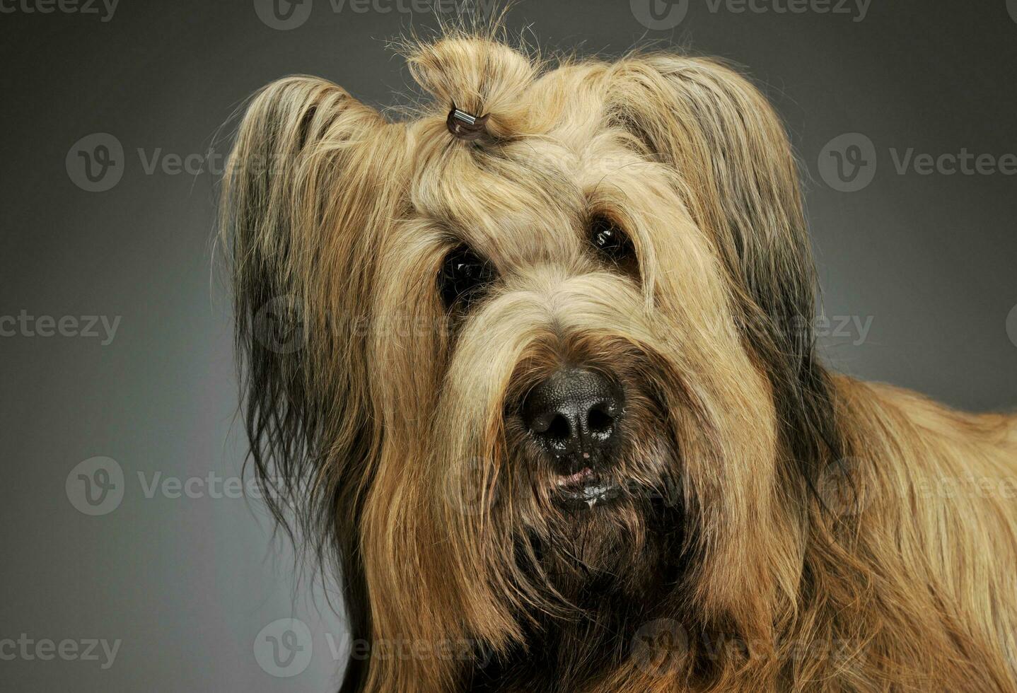 Portrait of an adorable Berger de Brie photo