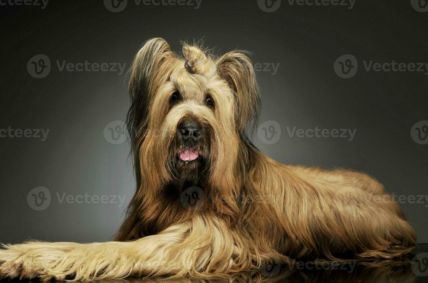 Studio shot of an adorable Berger de Brie photo