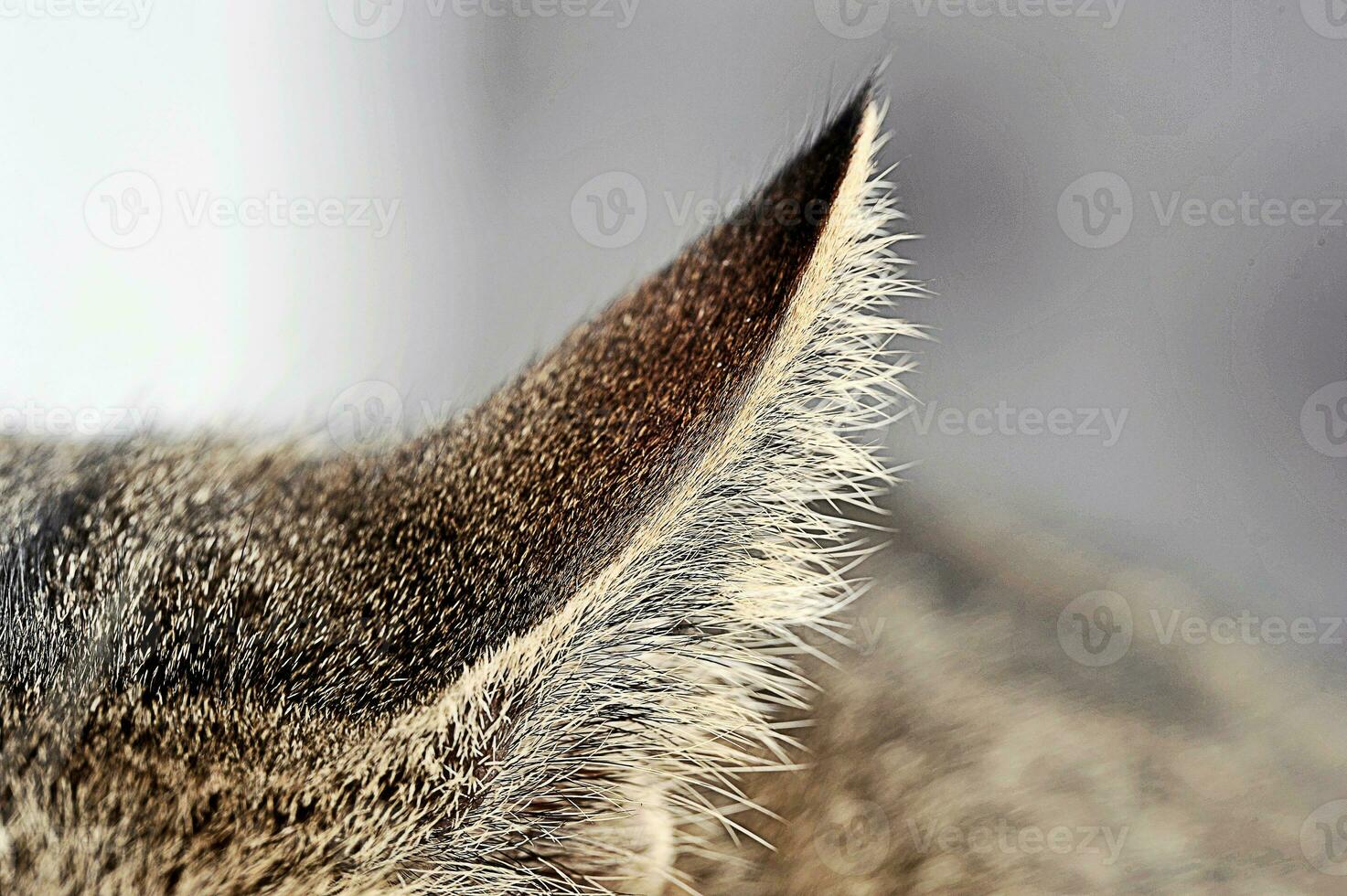 Grey domestic cat  in photo studio