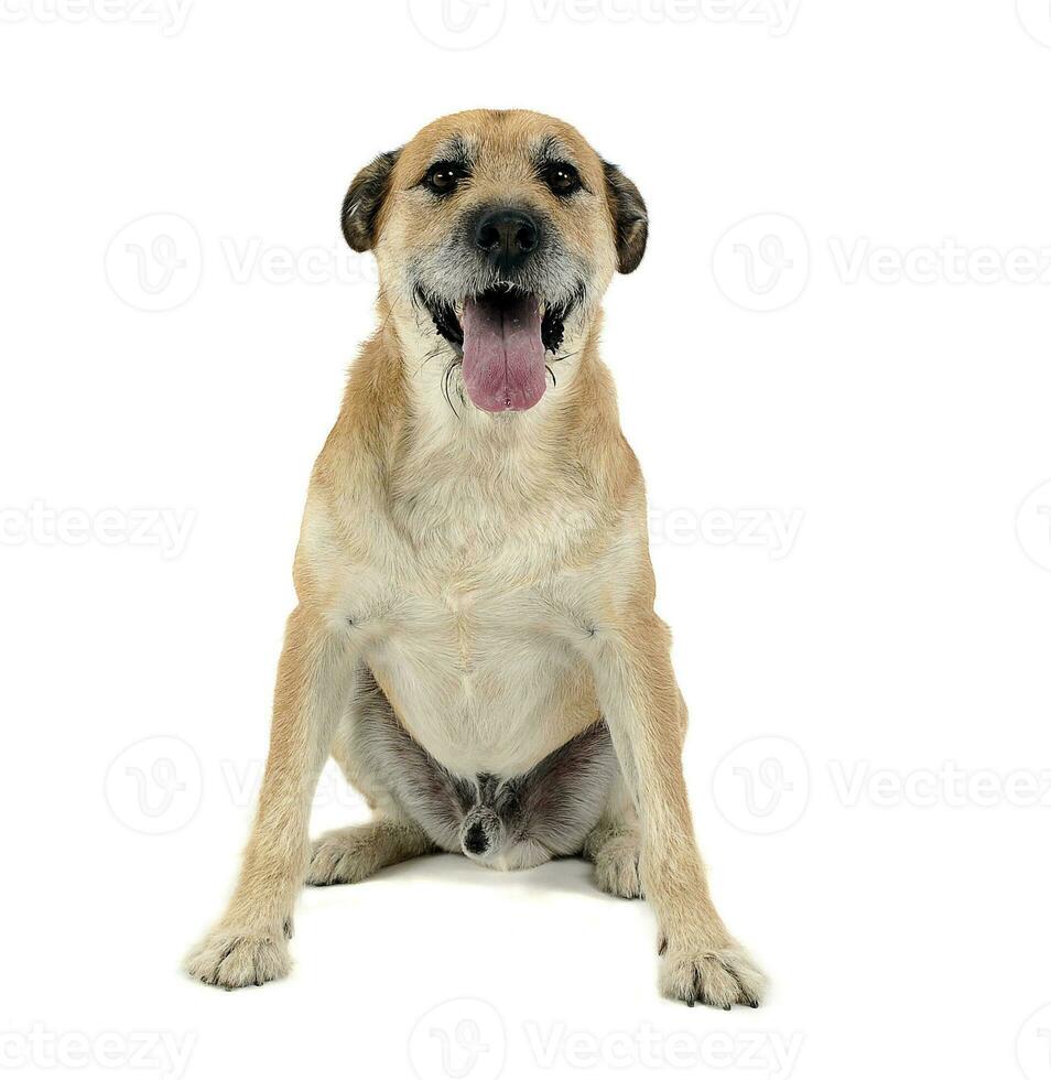 Brown color wired hair mixed breed dog in a white studio photo