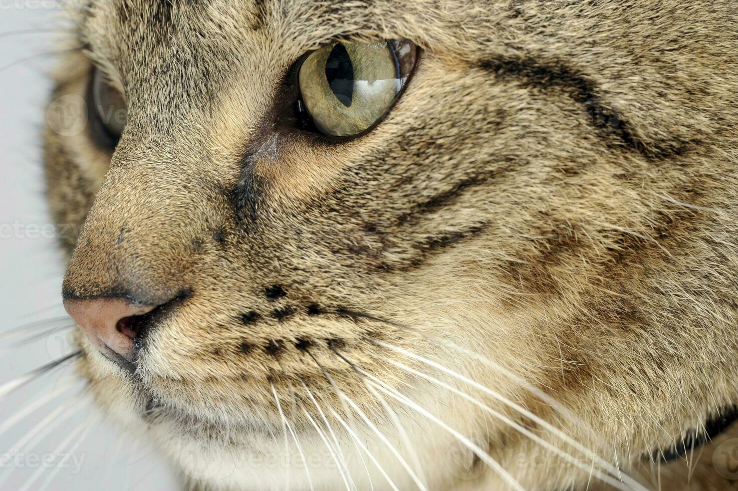 Grey domestic cat  in photo studio