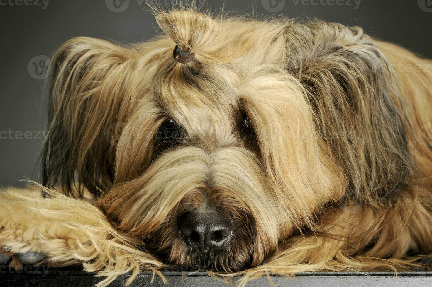 Portrait of an adorable Berger de Brie photo