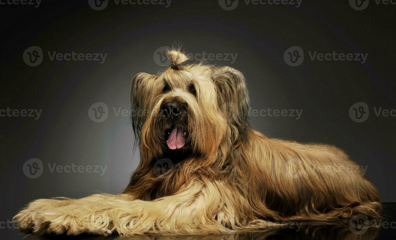 Studio shot of an adorable Berger de Brie photo