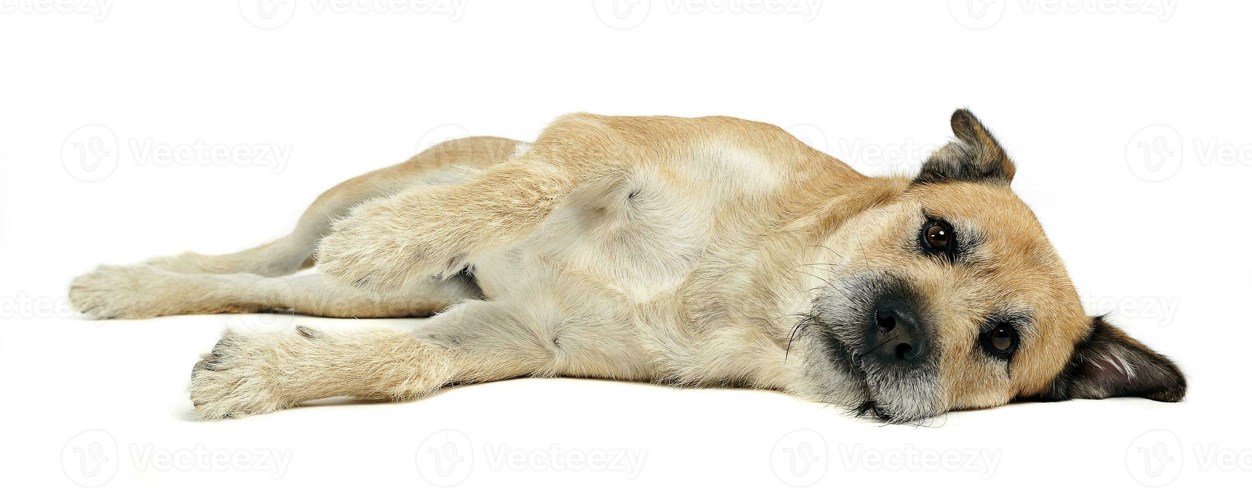 Brown color wired hair mixed breed dog in a white studio photo