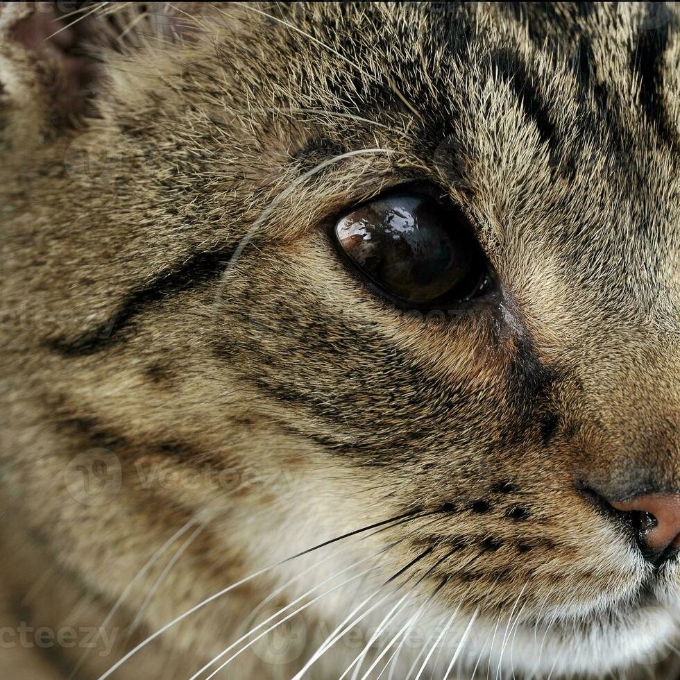 Studio closeu-up shot of cat eye photo