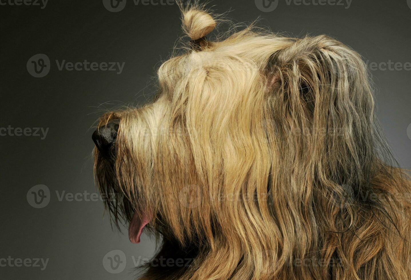 Portrait of an adorable Berger de Brie photo