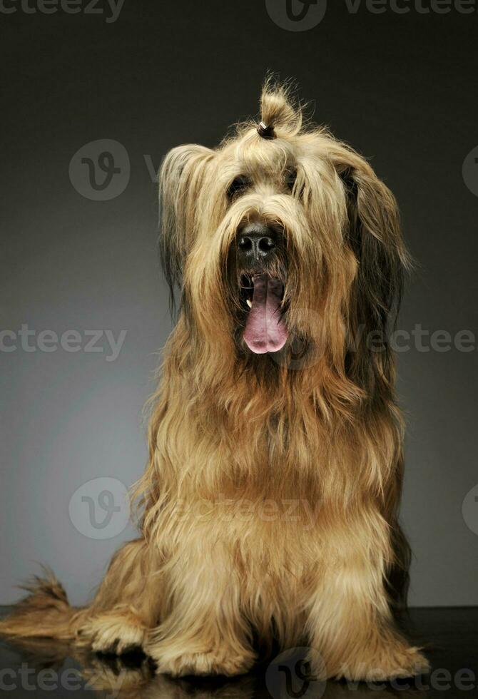 Studio shot of an adorable Berger de Brie photo