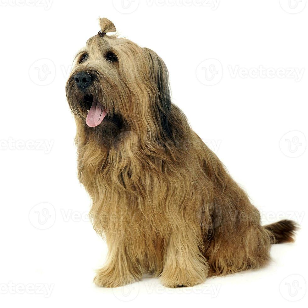 Cute Berger de Brie posing in the white studio photo