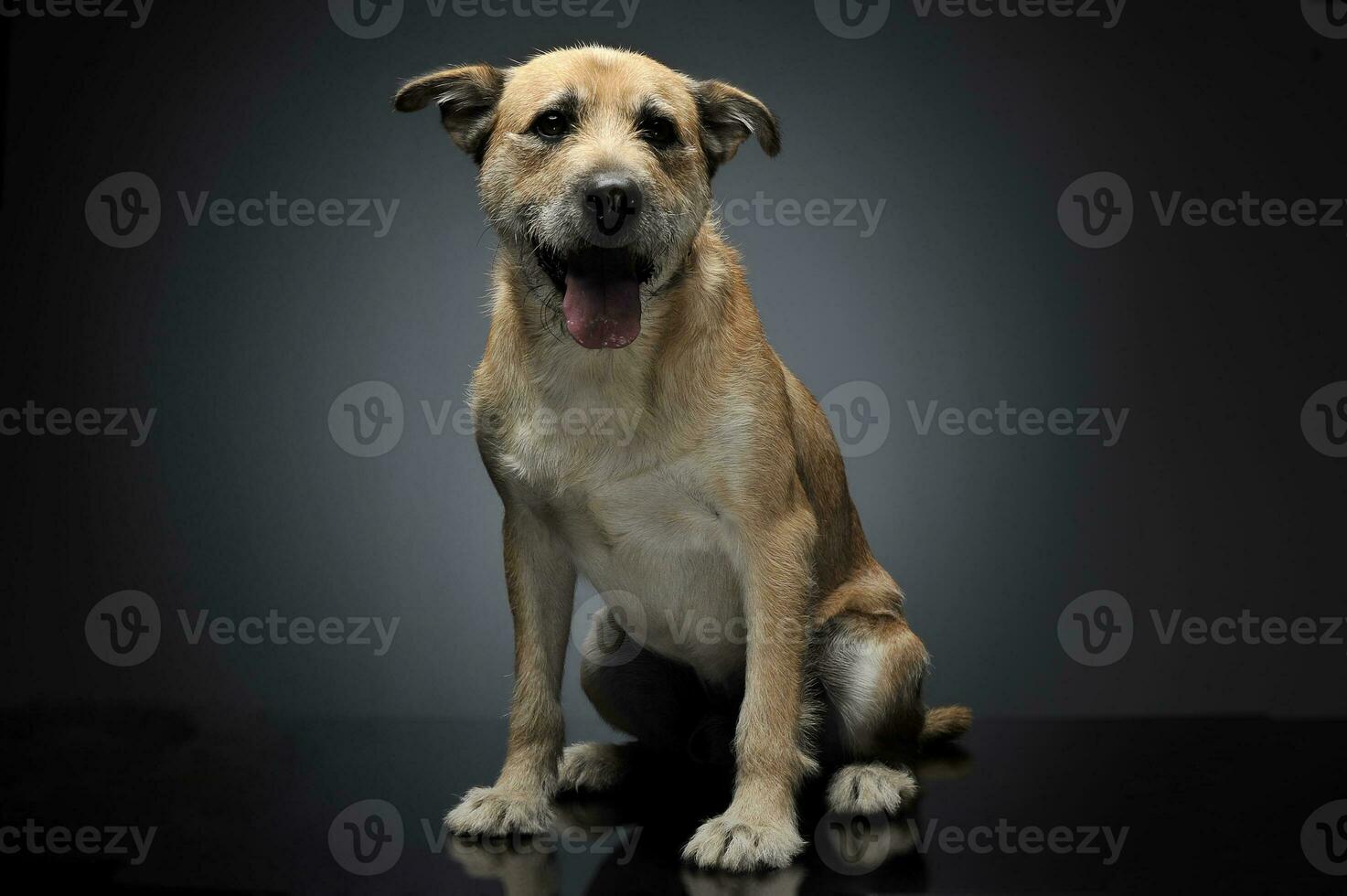 Brown color wired hair mixed breed dog in a grey studio photo