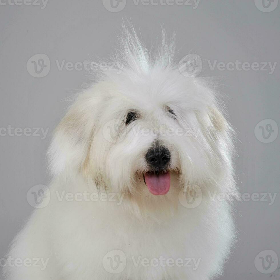 Portrait of an adorable Maltese with funny hair photo