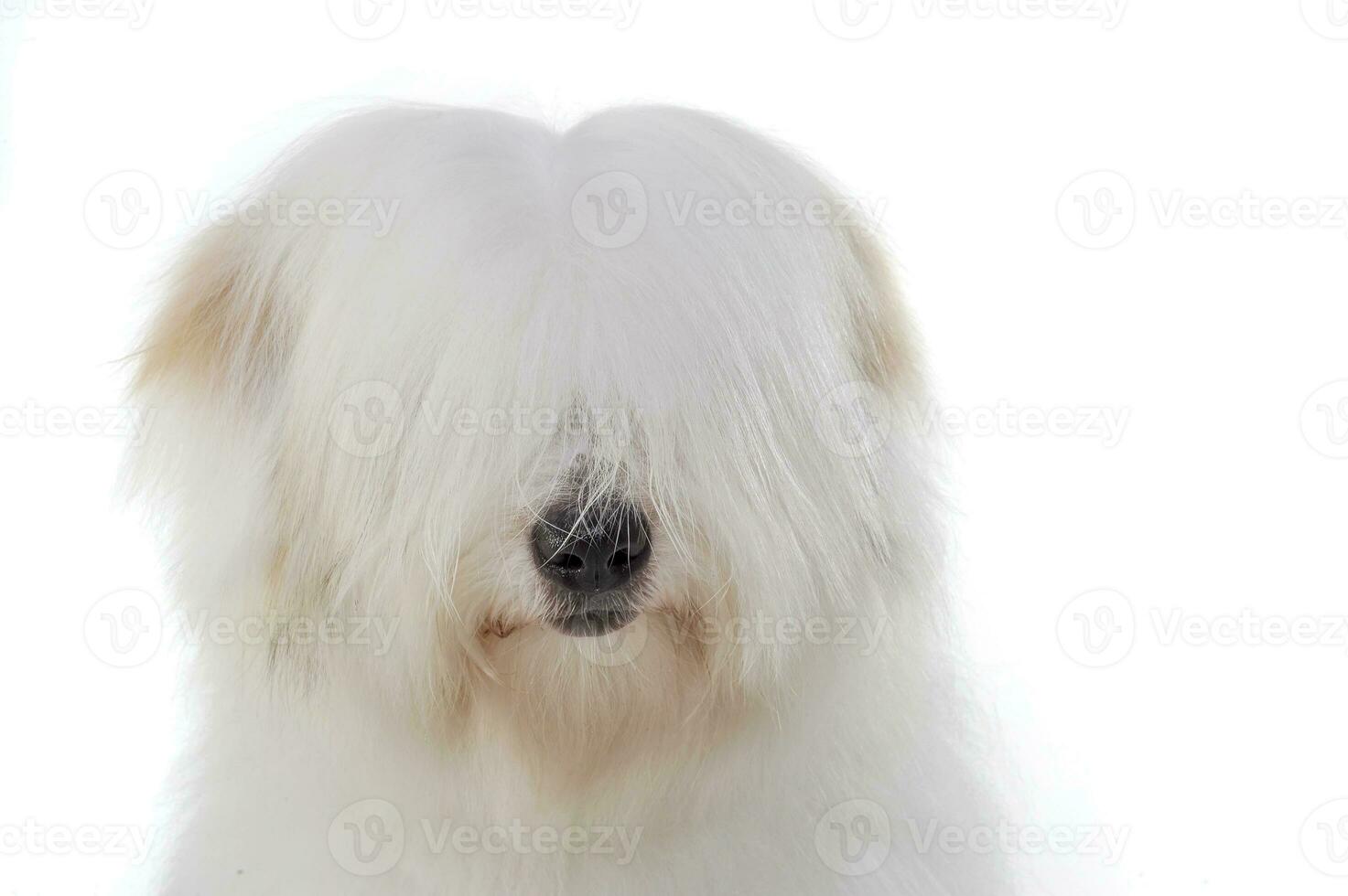 Portrait of an adorable Maltese with funny, eyes covering hair photo