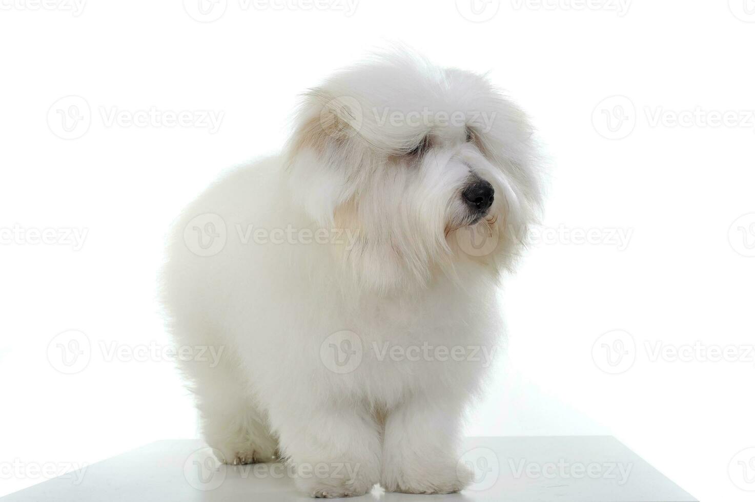An adorable Maltese standing and looking curiously on white background photo
