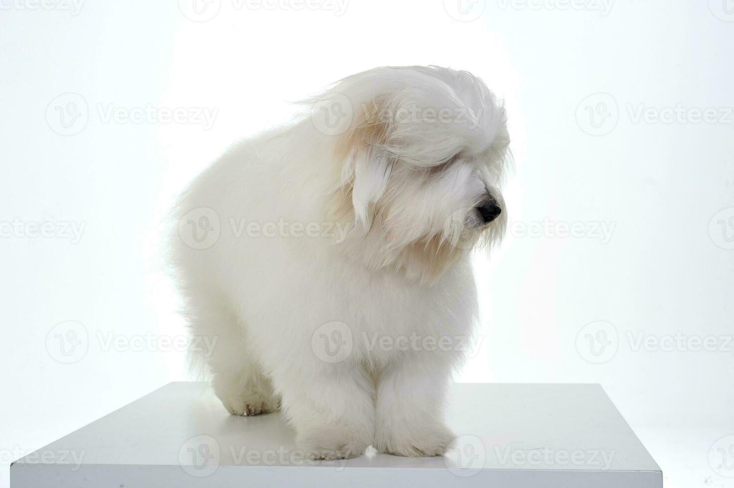 An adorable Maltese standing and looking curiously on white background photo