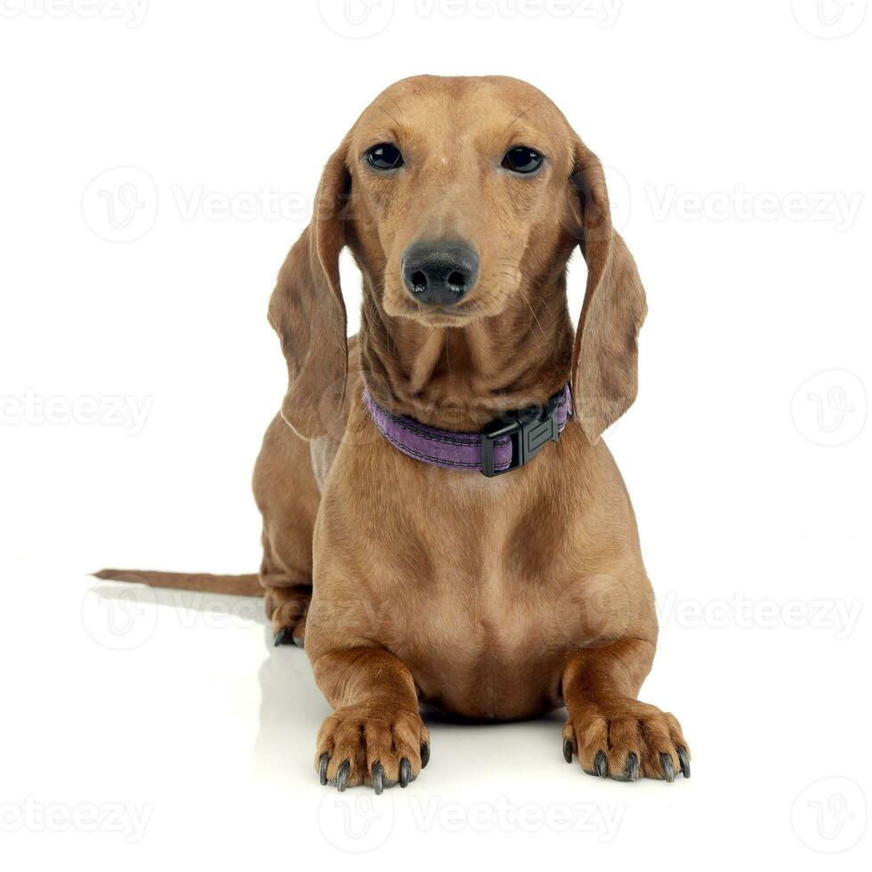 Studio shot of an adorable short haired Dachshund photo