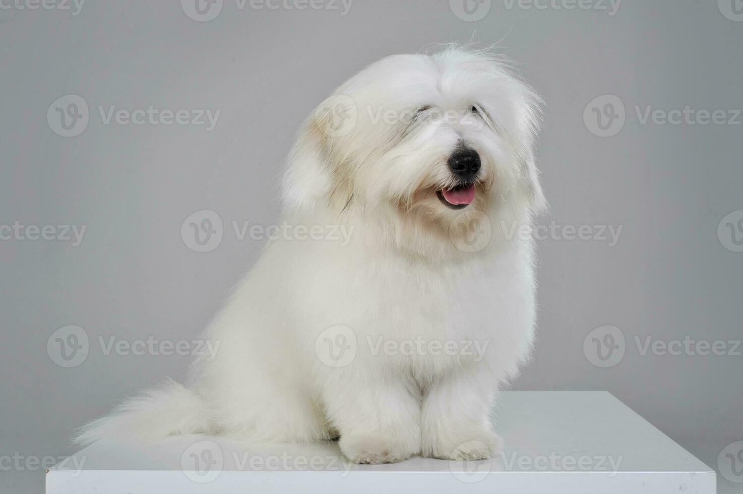 An adorable Maltese sitting and looking curiously at the camera photo
