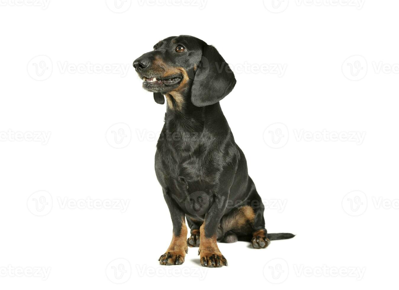 Studio shot of an adorable black and tan short haired Dachshund sitting and looking curiously photo