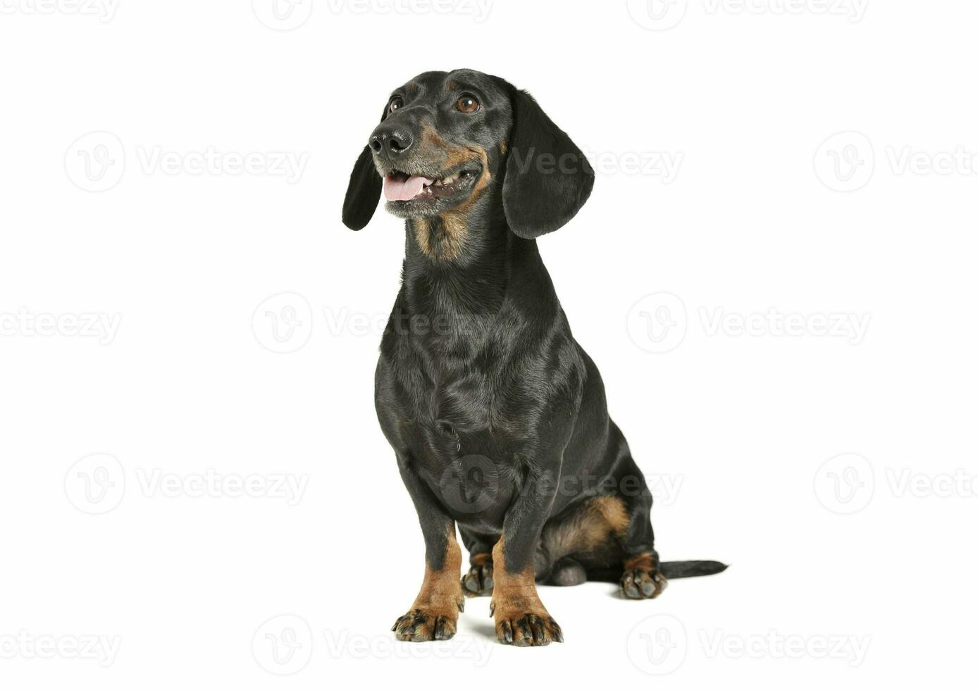 Studio shot of an adorable black and tan short haired Dachshund sitting and looking satisfied photo