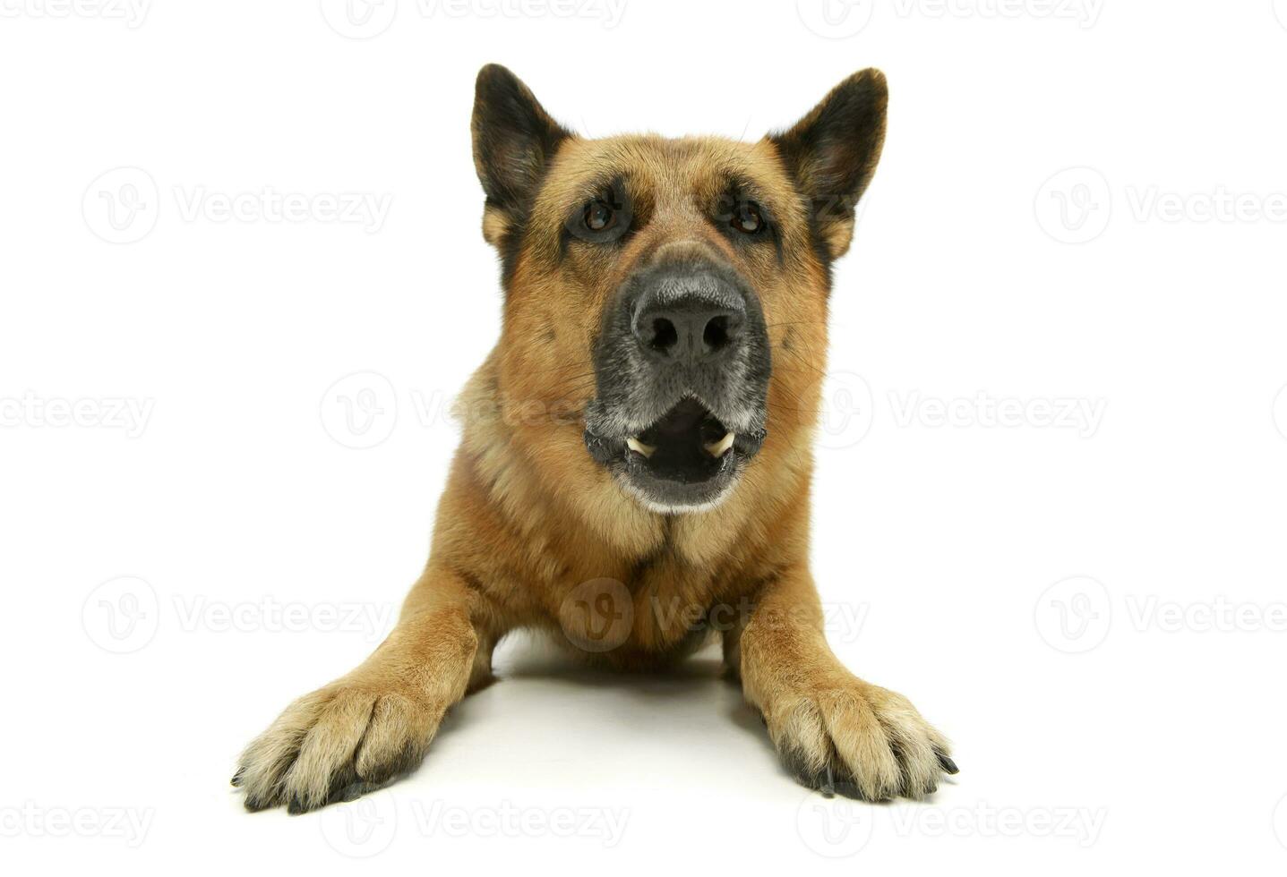 Studio shot of an adorable german shepherd dog photo