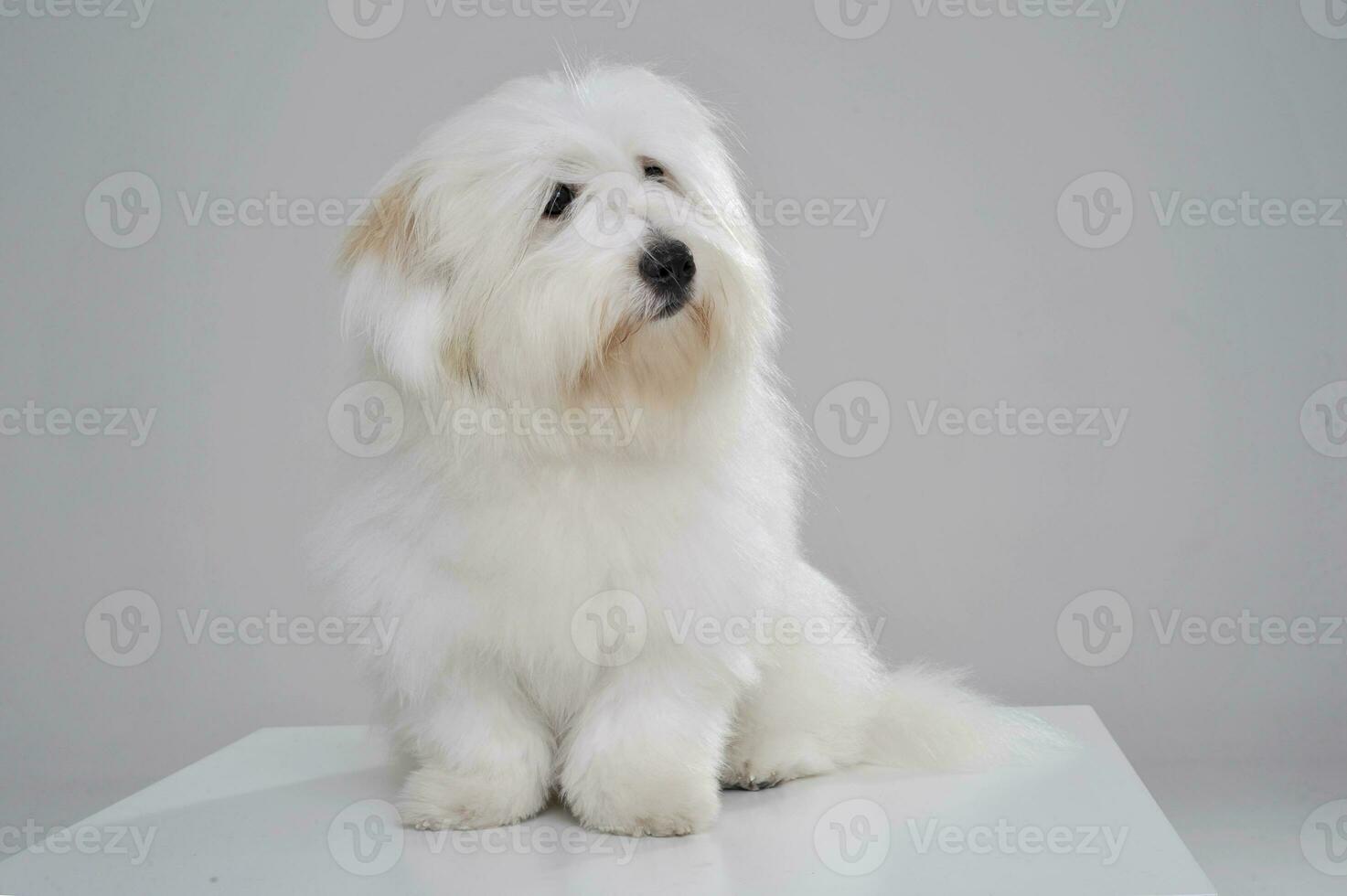 An adorable Maltese sitting and  looking curiously on grey background photo