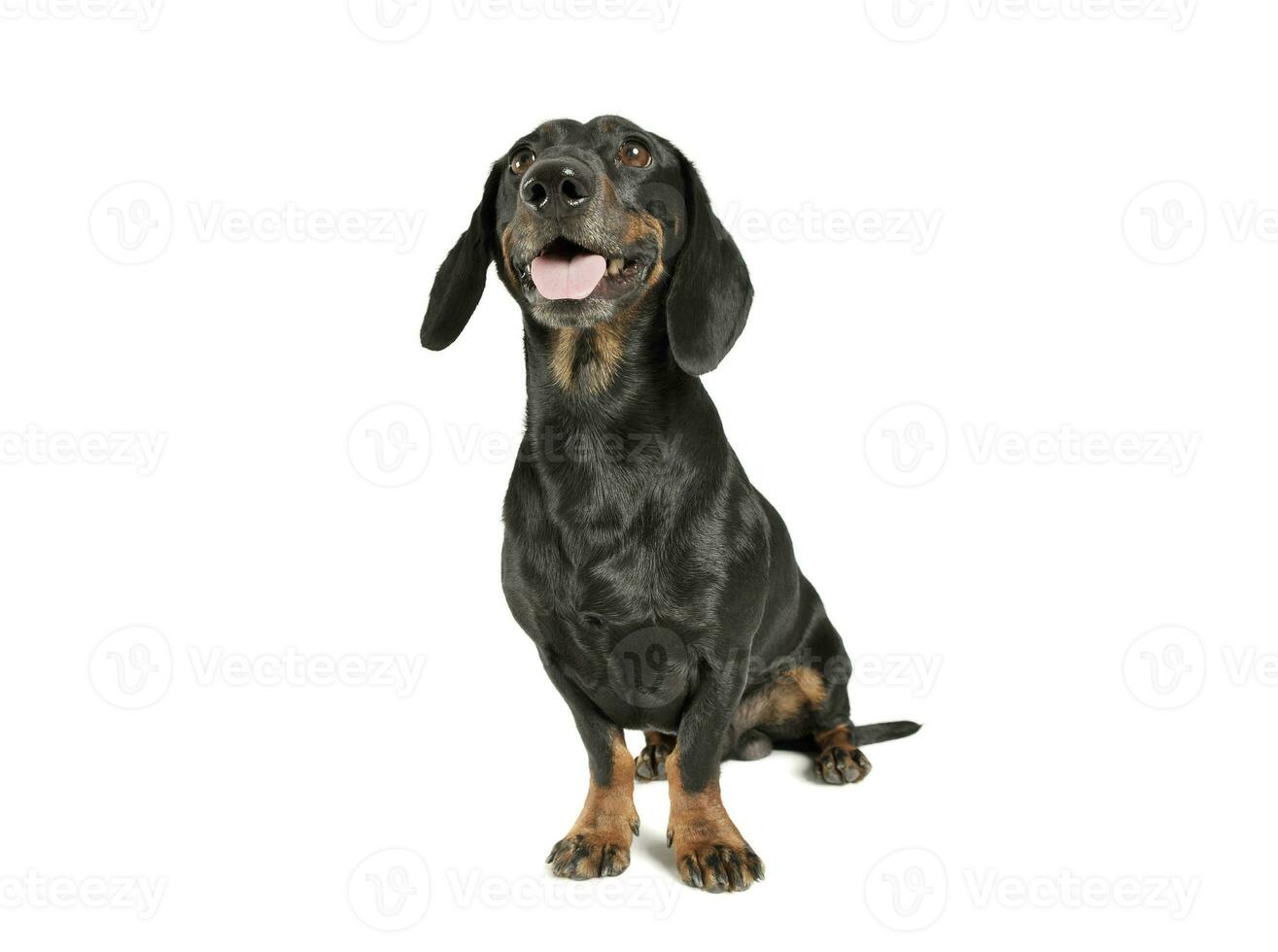 Studio shot of an adorable black and tan short haired Dachshund sitting and looking satisfied photo