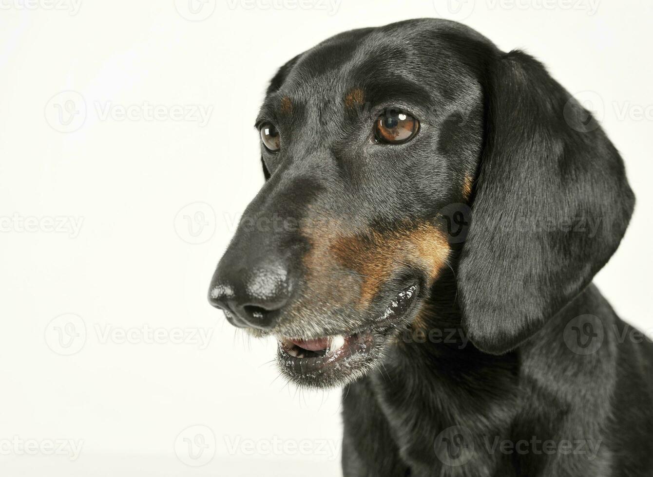 Portrait of an adorable black and tan short haired Dachshund looking curiously photo