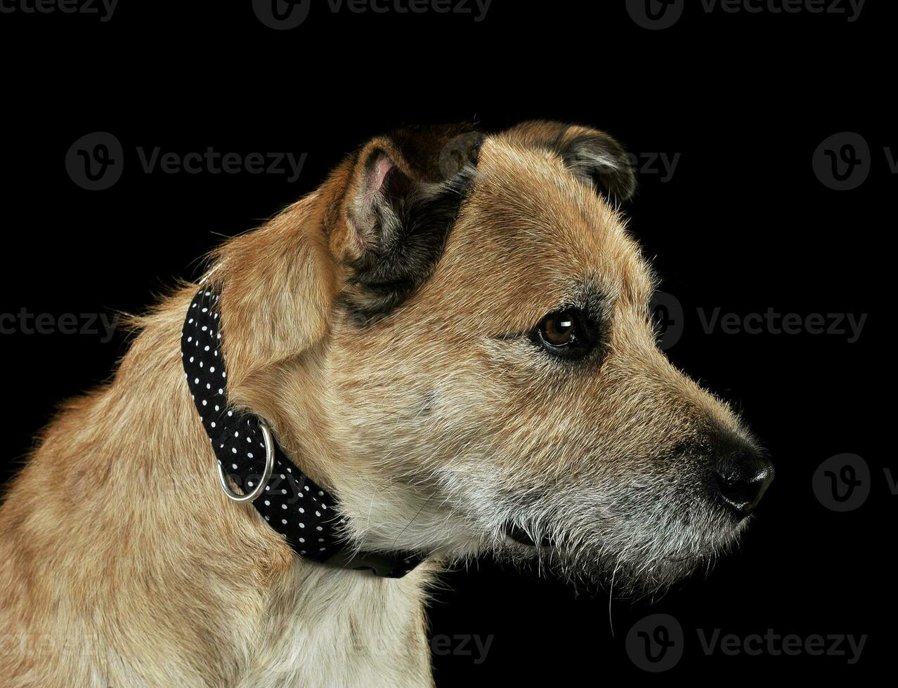 Mixed breed brown funny dog in a dark studio photo
