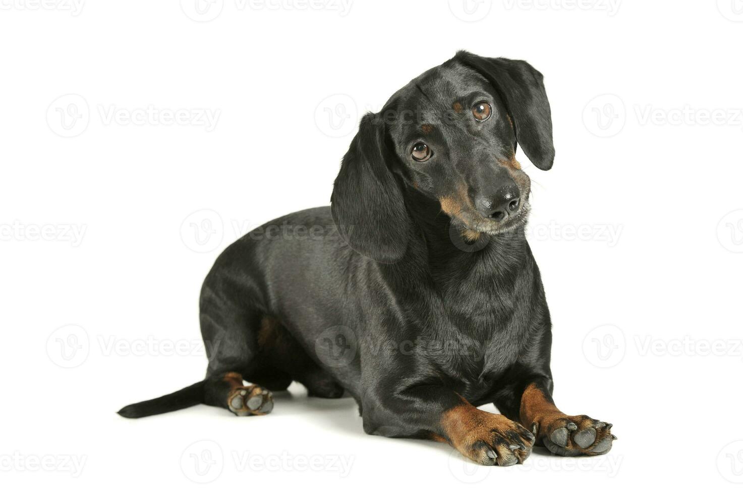Studio shot of an adorable black and tan short haired Dachshund lying and looking curiously at the camera photo