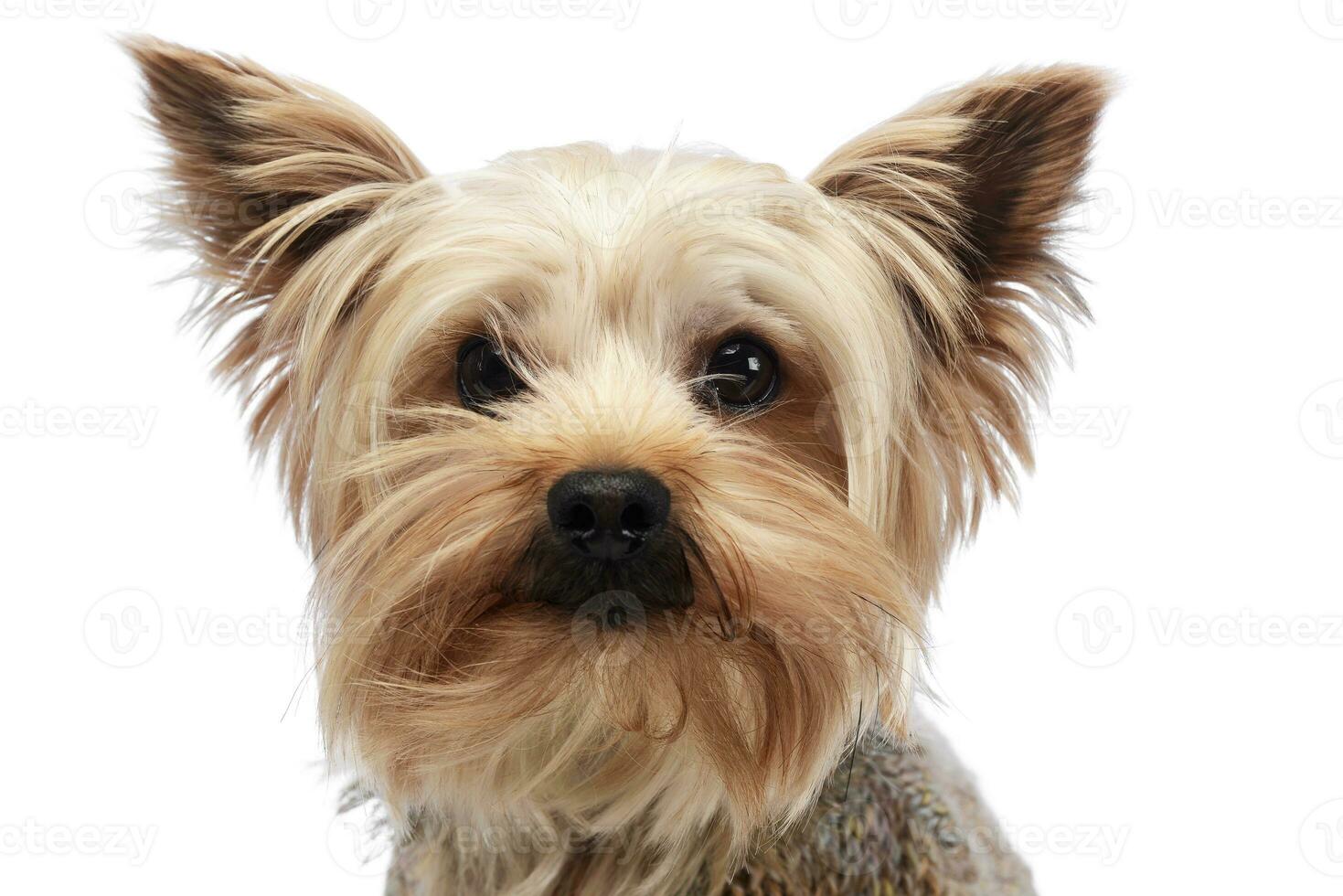 Cute yorkshire terrier portrait in white studio photo