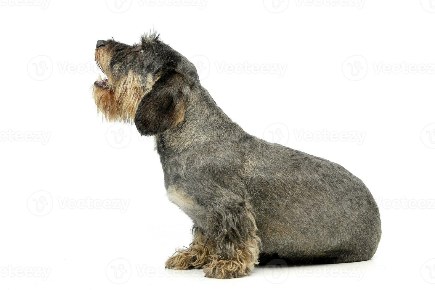 Studio shot of an adorable wire haired Dachshund photo