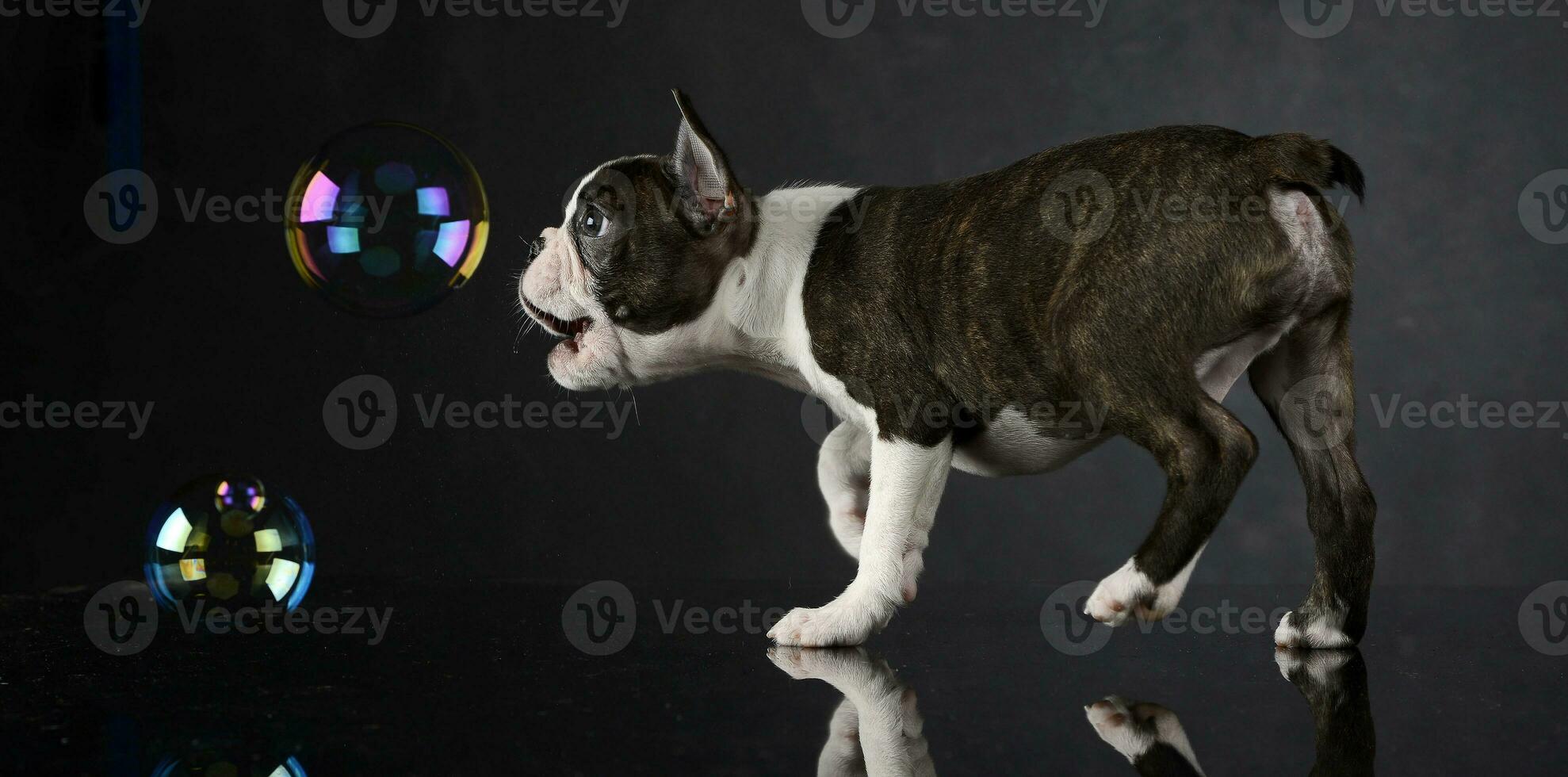 Puppy Boston Terrier plays with bubbles in photo studio