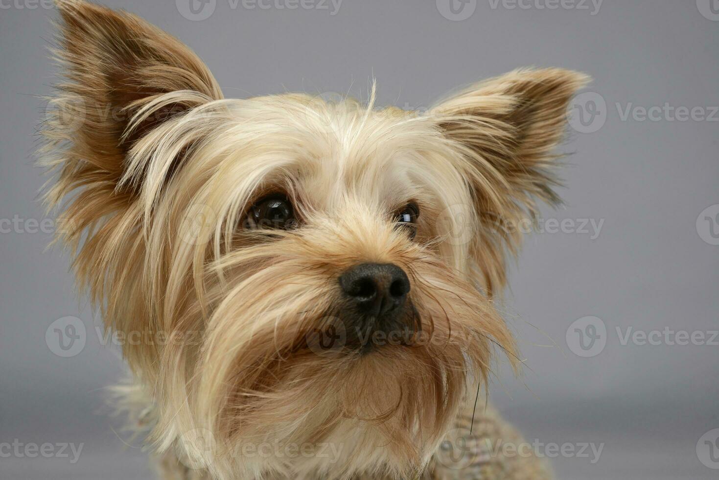 Studio shot of yorkshire dog photo