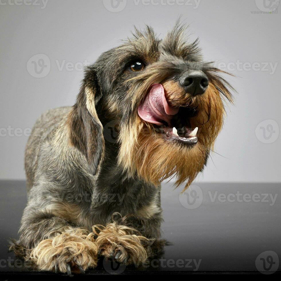 An adorable wire haired Dachshund licking his lips photo