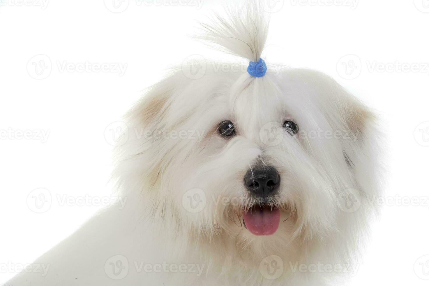 Portrait of an adorable Maltese with funny ponytail photo