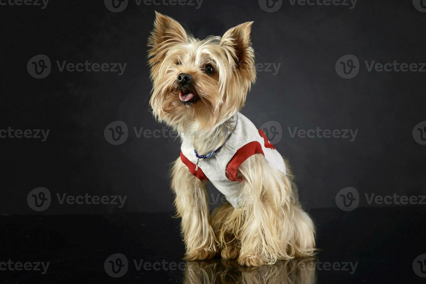 Sweet yorkshire terrier sitting and looking up in photo studio