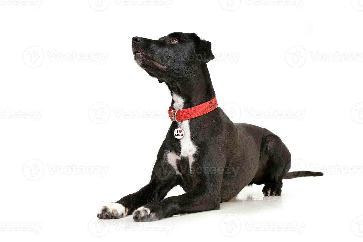 Studio shot of an adorable mixed breed dog photo