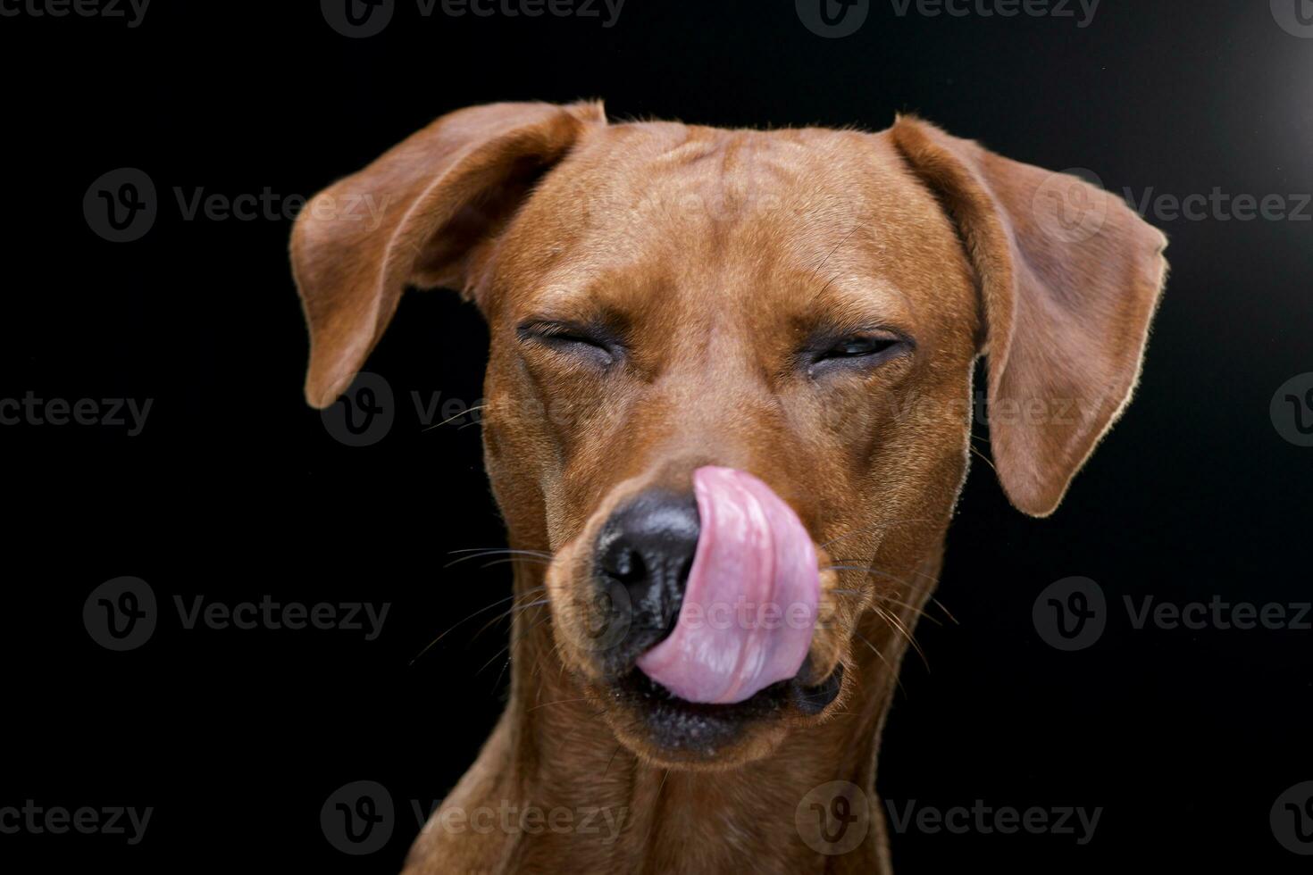 Portrait of an adorable mixed breed dog photo