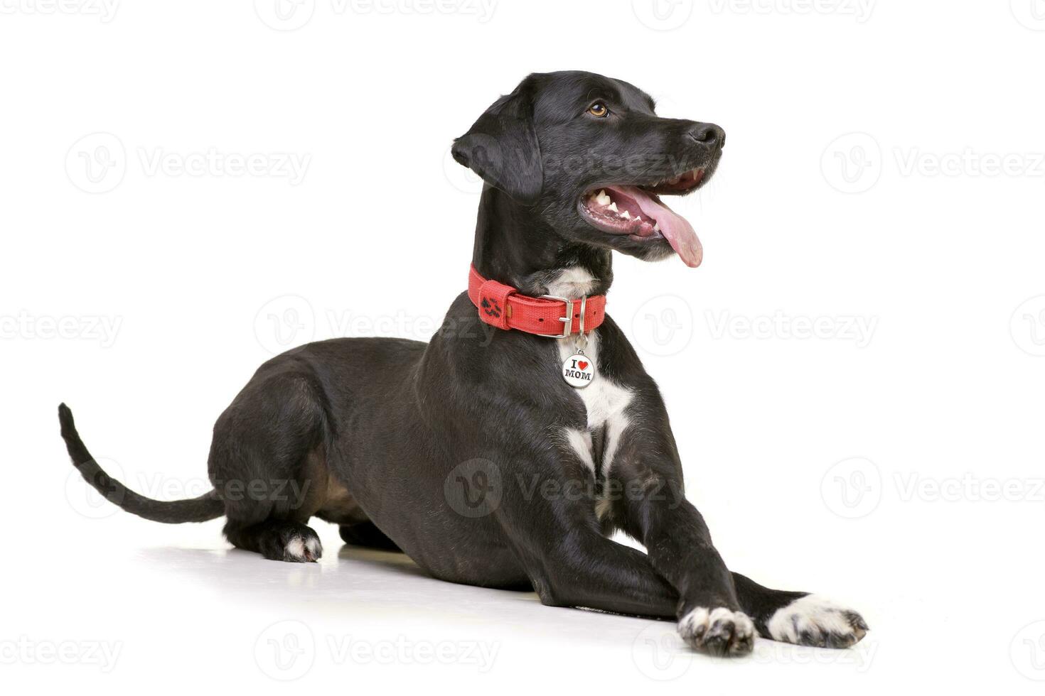 Studio shot of an adorable mixed breed dog photo