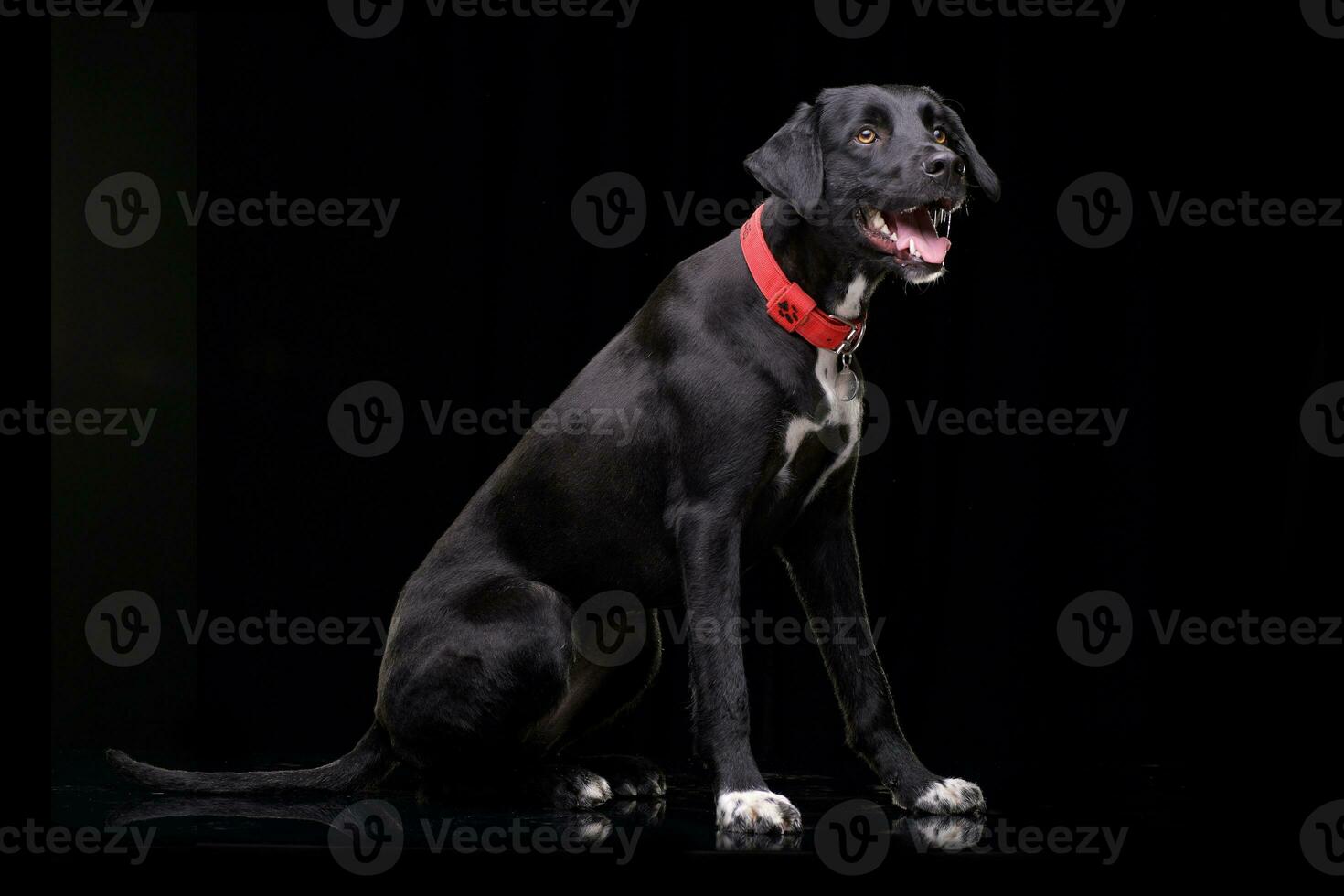 Studio shot of an adorable mixed breed dog photo