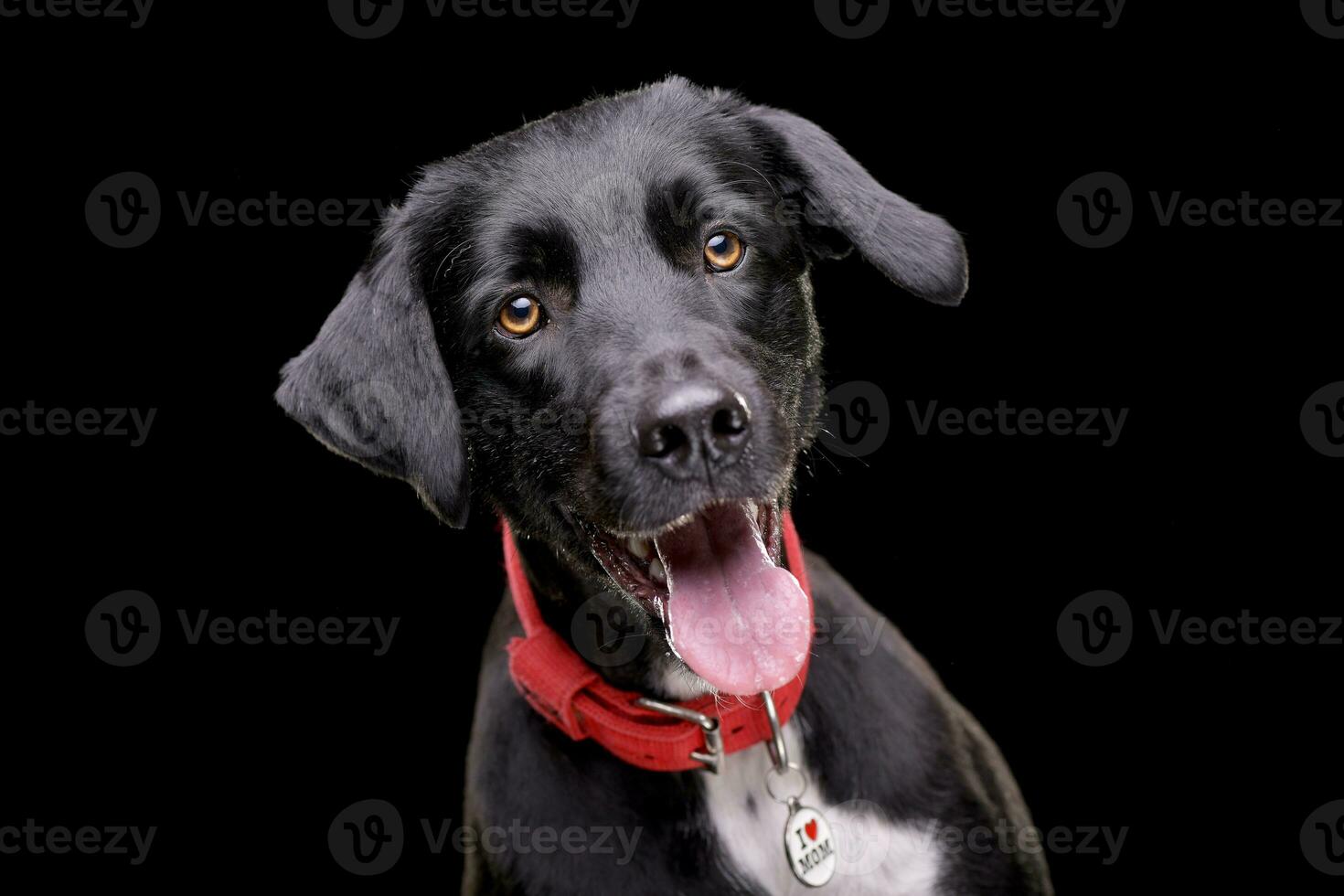 Portrait of an adorable mixed breed dog photo