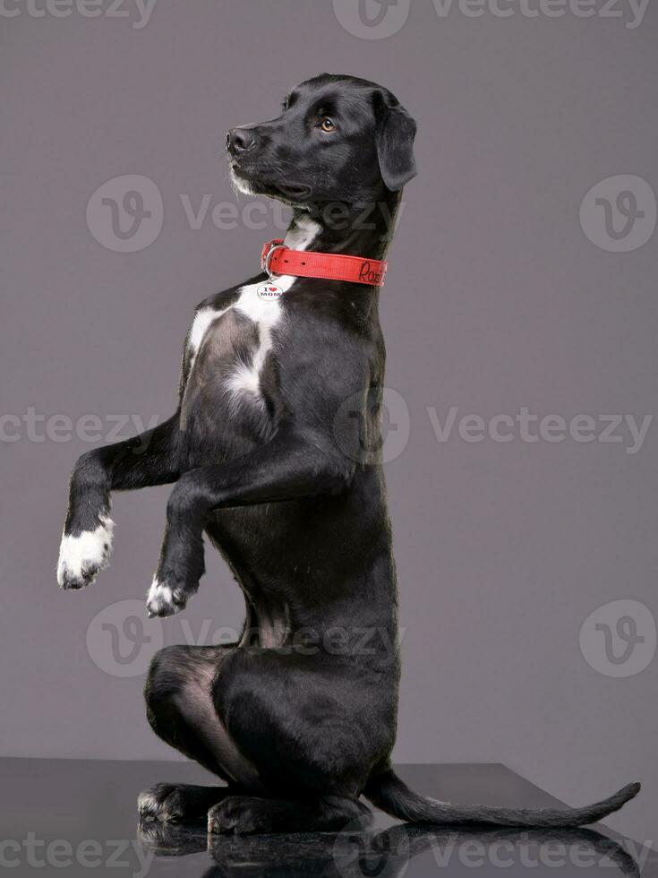 estudio Disparo de un adorable mezclado raza perro foto