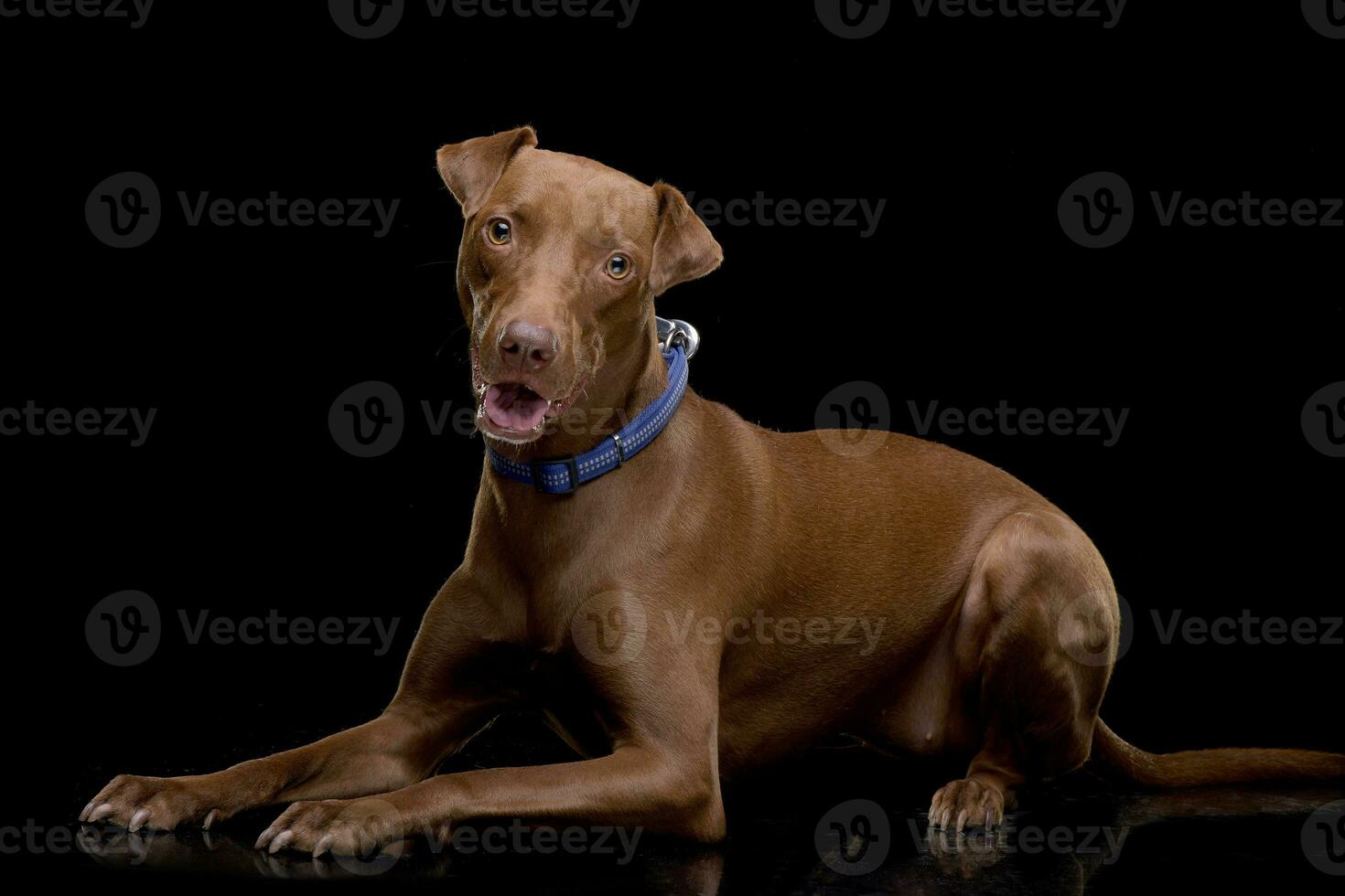 Studio shot of an adorable mixed breed dog photo