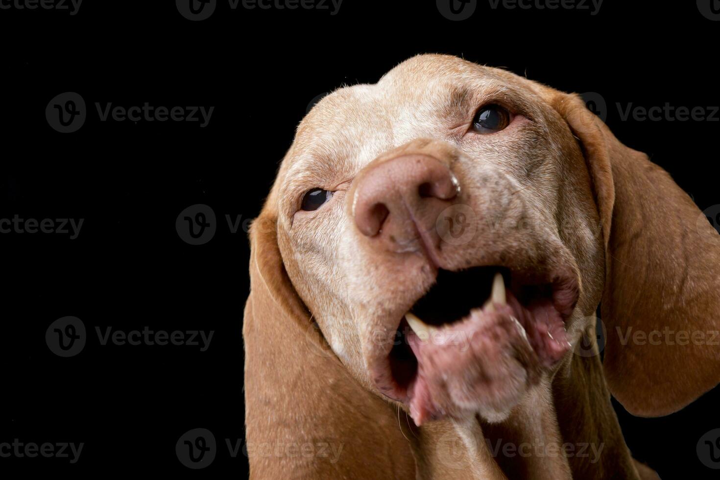 Portrait of an adorable Hungarian vizsla photo