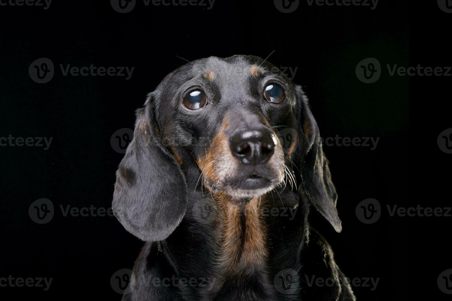 Portrait of an adorable short hair black and tan dachshund photo