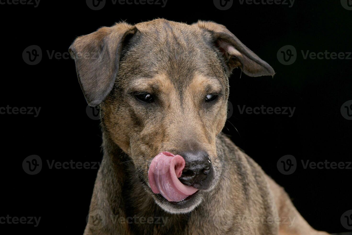 Portrait of an adorable mixed breed dog photo