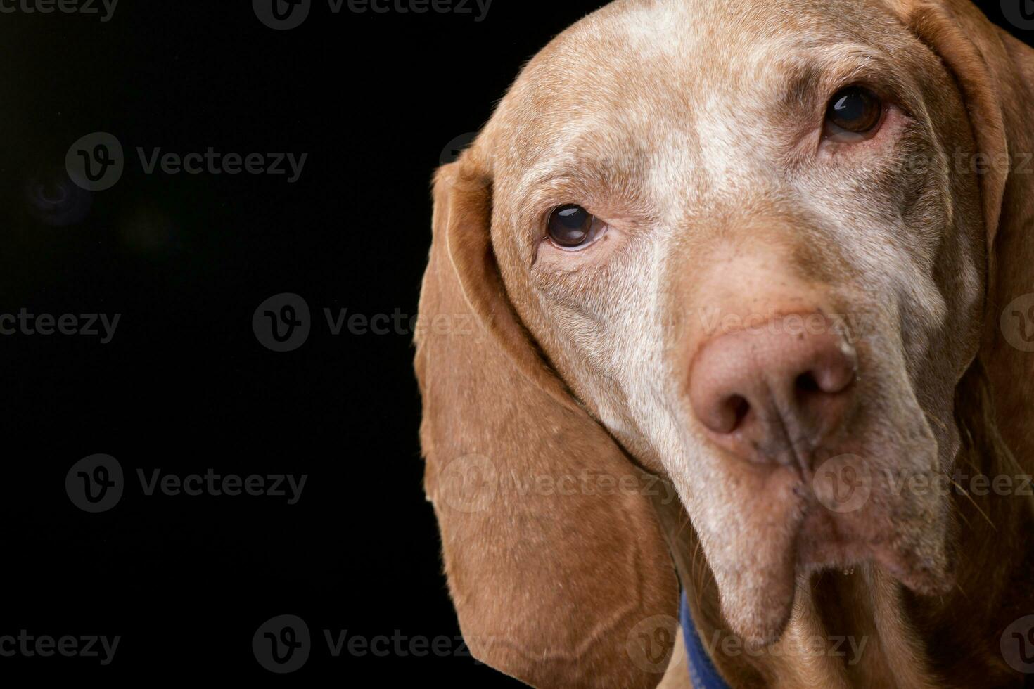 Portrait of an adorable Hungarian vizsla photo