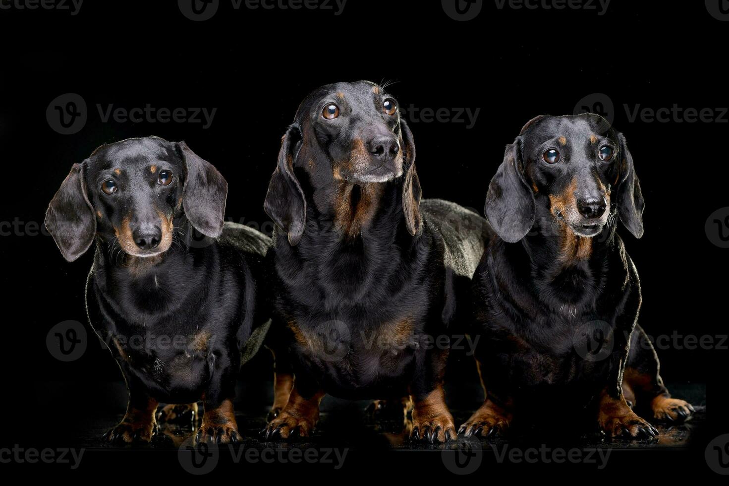 Studio shot of three adorable short hair black and tan dachshund photo