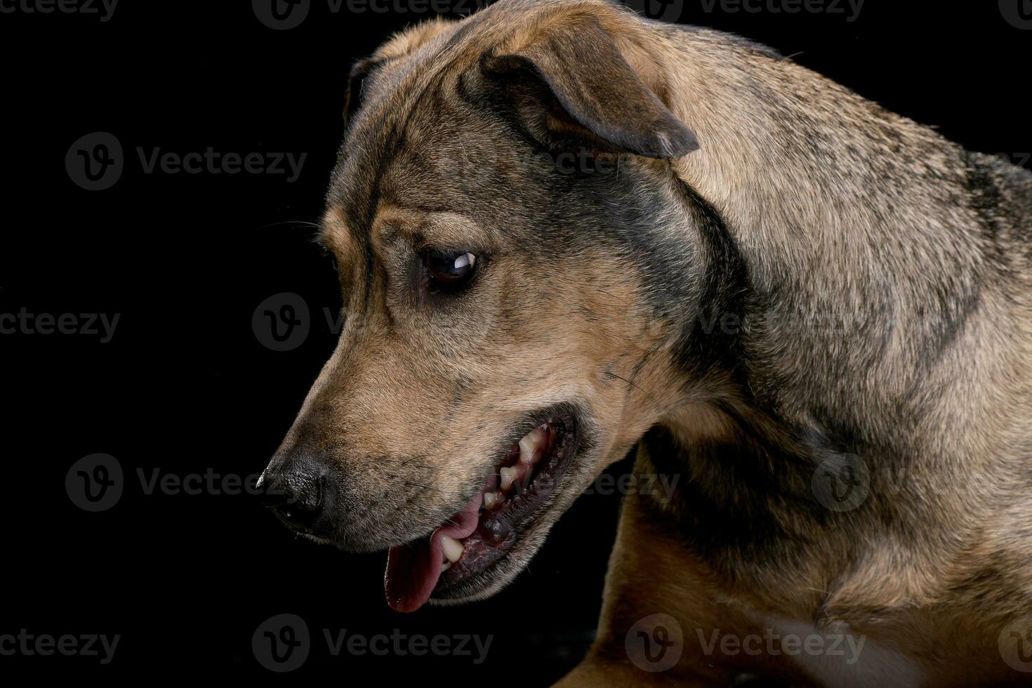 Portrait of an adorable mixed breed dog photo