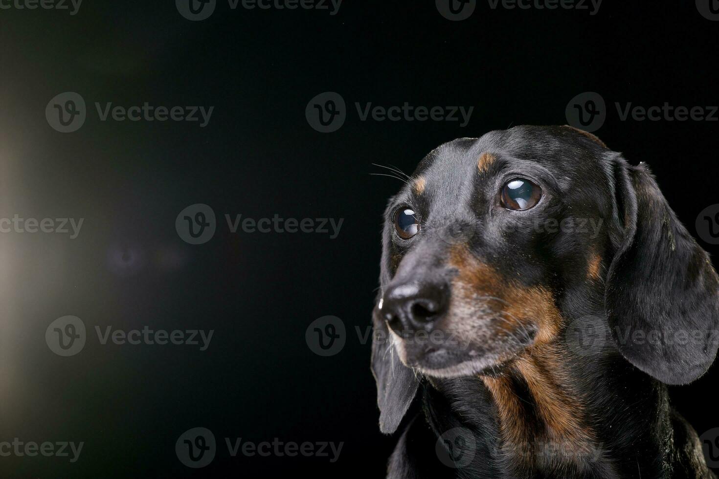 Portrait of an adorable short hair black and tan dachshund photo