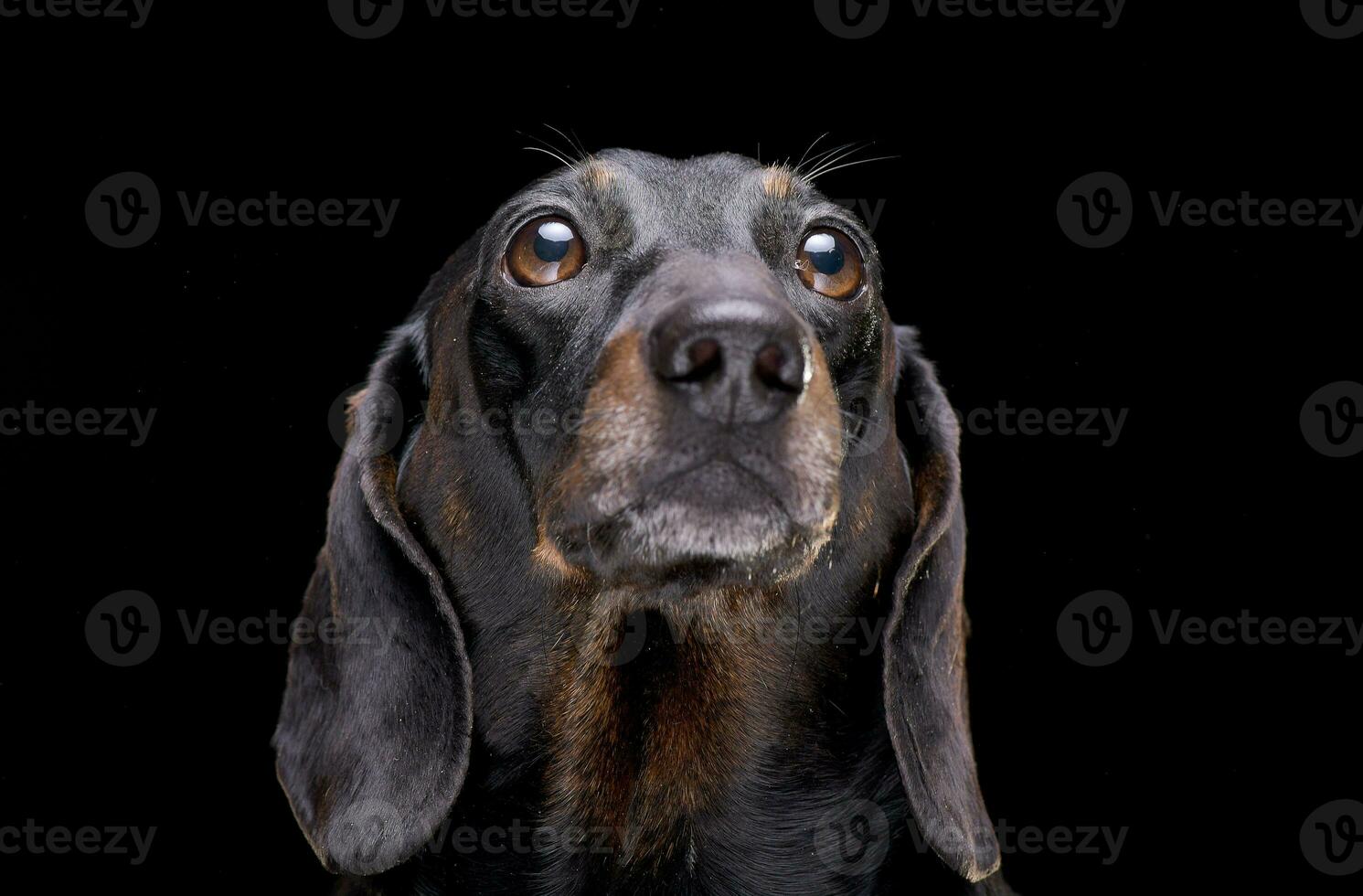 Portrait of an adorable short hair black and tan dachshund photo